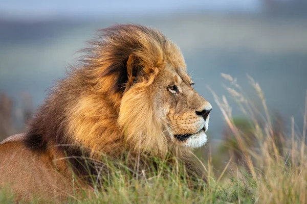 Portrait Seul Lion Mâle Afrique Sud Couché Sur Sol Air — Photo