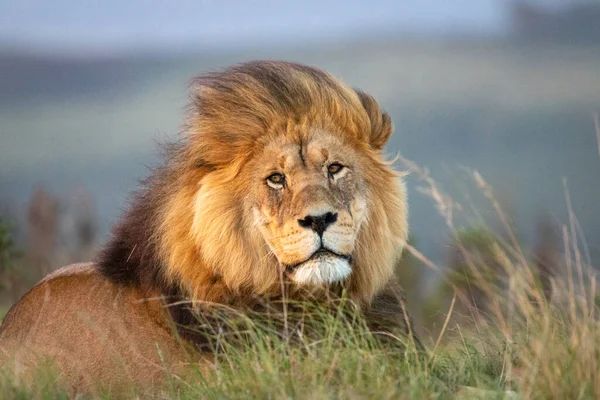 Portrait Lion Mâle Afrique Sud Couché Sur Sol Regardant Royal — Photo