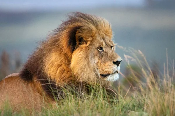 Retrato Solo León Macho Sudáfrica Tirado Suelo Mirando Real — Foto de Stock