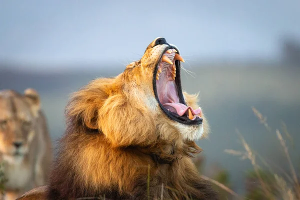 南非大吼大叫的公狮躺在地上 身后有模糊的母狮子向他扑来 — 图库照片