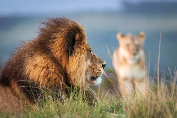 León Macho Sudáfrica Tendido Suelo Con Una Hembra Borrosa Fondo — Foto de Stock