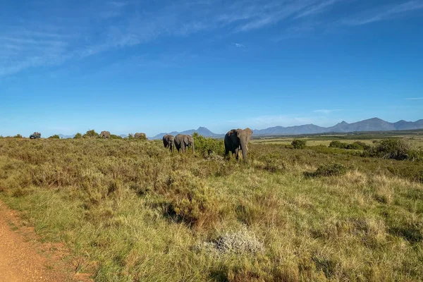 Elefanter Ses Bilda Fordon Vildmarksområdet Sydafrika — Stockfoto