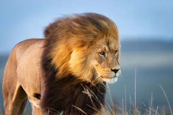 Αρσενικό Λιοντάρι Στη Νότια Αφρική Περπατώντας Μέσα Από Γρασίδι Και — Φωτογραφία Αρχείου