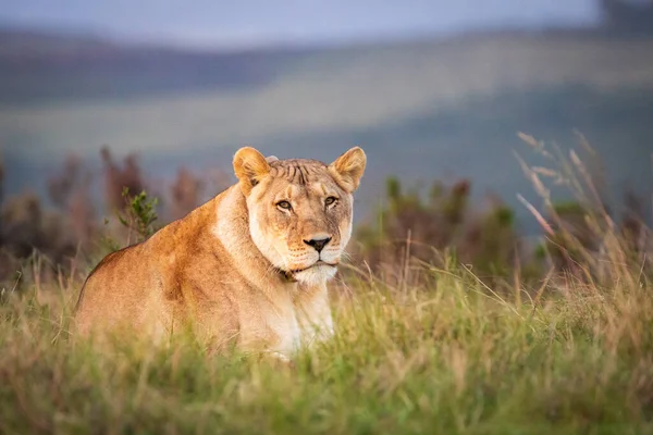 Une Seule Femelle Lion Afrique Sud Couchée Dans Herbe Observant — Photo