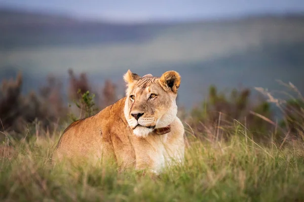 Une Seule Femelle Lion Afrique Sud Couchée Dans Herbe Observant — Photo