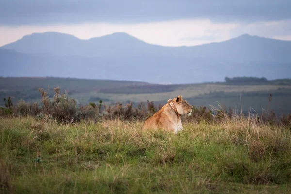 Una Sola Leona Hembra Sudáfrica Tendida Hierba Observando Medio Ambiente — Foto de Stock