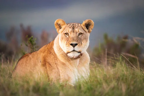 Único Leão Fêmea África Sul Deitado Grama Observando Meio Ambiente — Fotografia de Stock