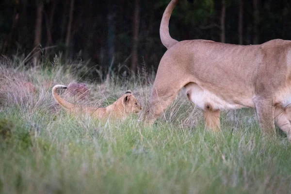 Una Madre Leona Con Sus Cachorros — Foto de Stock