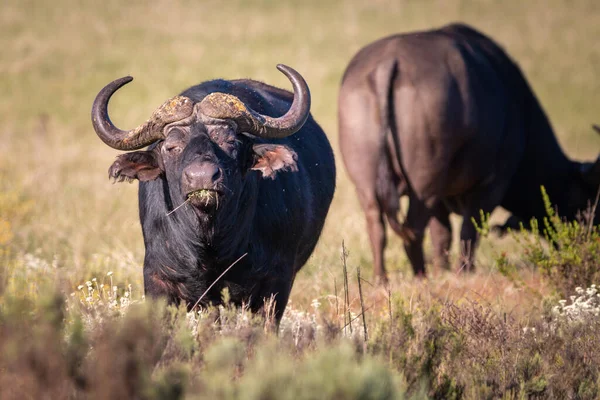 Grazing Cape Búfalo Búfalo Africano Pela Manhã — Fotografia de Stock