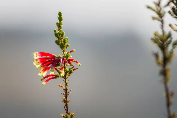 Güney Afrika 'nın Batı Cape bölgesinde güneş doğarken kırmızı borular açan Erica versicolor