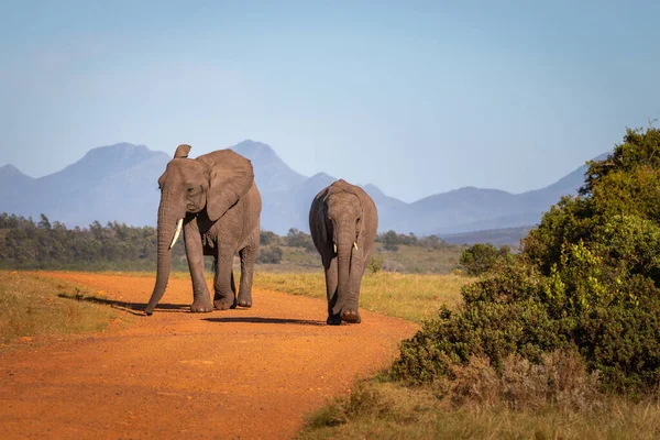 Słonie Polnej Drodze Republice Południowej Afryki Rano — Zdjęcie stockowe