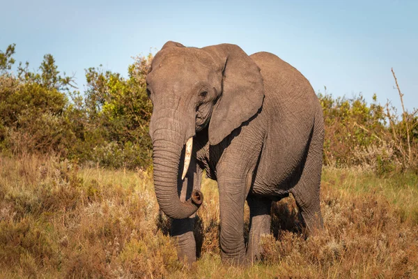 Слон Южной Африке Утром — стоковое фото
