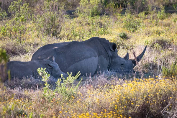 Rinoceronte Branco Sul Africano Com Bezerro Sombra — Fotografia de Stock