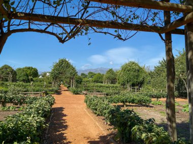 Paarl, Güney Afrika 2 Kasım 2019: Mavi gökyüzüne karşı Babylonstoren çiftliğinde pergolas bulunan resmi meyve ve sebze bahçesi.