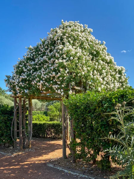 Paarl África Sul Novembro 2019 Pergola Com Plantas Plena Floração — Fotografia de Stock