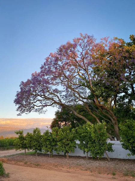 Jacaranda Árvore Plena Floração Pôr Sol África Sul Contra Céu — Fotografia de Stock