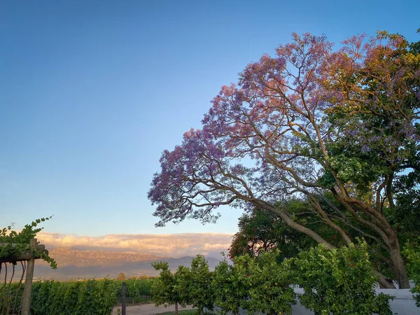 Jacaranda Árvore Plena Floração Pôr Sol África Sul Contra Céu — Fotografia de Stock