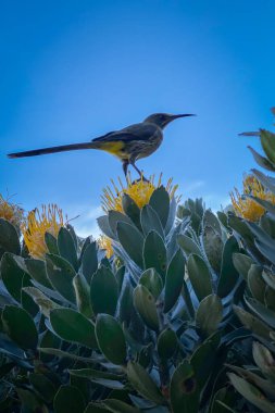 Cape Sugarbird sitting on protea flower with yellow blossoms against blue sky