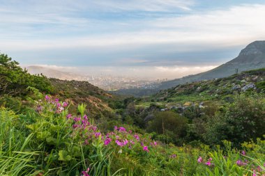 Scenic view of Cape Town, South Africa from Platteklip Gorge hiking trail at Table Mountain with pink flowers in the morning against blue sky with clouds