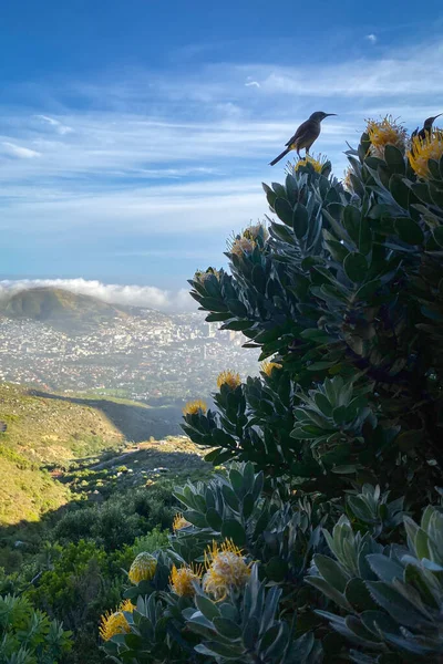 Cape Sugarbird Sitting Protea Flower Yellow Blossoms Blue Sky Blurred — Stock Photo, Image