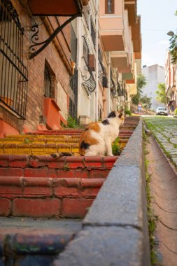 Balat 'ta dik bir caddenin renkli merdivenlerinde oturan sokak kedisinin alçak açılı görüntüsü, İstanbul, Türkiye' de arka planda eski tuğla duvarlar ve yerleşim evleri bulunuyor.