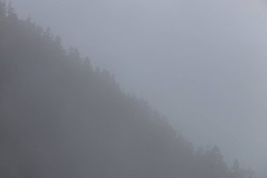 Sis ve yağmur, İtalya, Güney Tyrol 'da yumuşak siluetleri ve fotokopi alanlarıyla kasvetli bir alp manzarası oluşturan ormanlı bir dağ yamacını örtüyor.