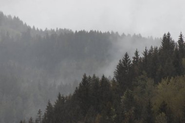 Yoğun sis ve istikrarlı yağmur, İtalya 'nın Güney Tyrol şehrinde katmanlı ağaç siluetleri ve yumuşak sisli bir dağ manzarası boyunca sürükleniyor.