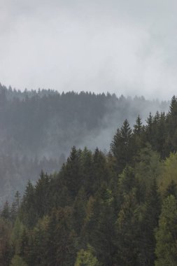 Yoğun sis ve istikrarlı yağmur, İtalya 'nın Güney Tyrol şehrinde katmanlı ağaç siluetleri ve yumuşak sisli bir dağ manzarası boyunca sürükleniyor.