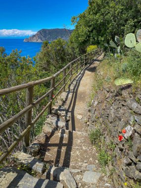Cinque Terre kıyısındaki Corniglia ve Vernazza arasındaki kıyı yürüyüşü patikası, Liguria, İtalya 'daki mavi Akdeniz' in üzerindeki ahşap tırabzan, kaktüs ve renkli çiçeklerle