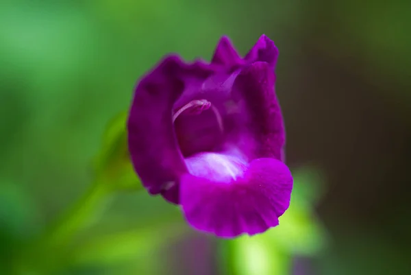 Bellissimo Fiore Viola Giardino — Foto Stock