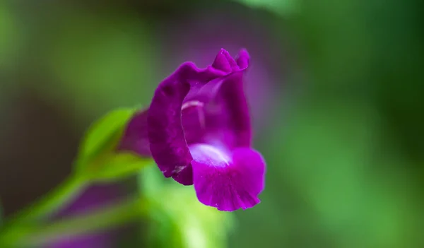 Bahçedeki Güzel Mor Iris Çiçeği — Stok fotoğraf