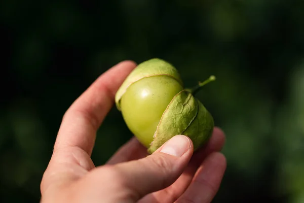 Ręka Trzymająca Zielone Jabłko Gałęzi — Zdjęcie stockowe