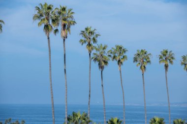 Karayip denizinde palmiye ağaçları