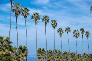 Tropikal plajın güzel manzarası