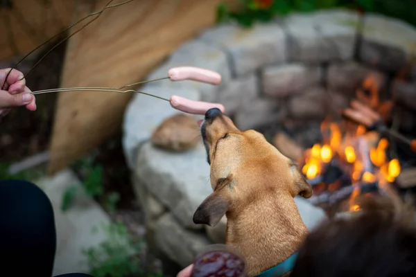 Gros Plan Chien Avec Chat Main — Photo