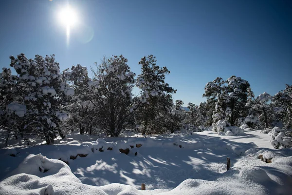 Bela Paisagem Inverno Com Árvores Cobertas Neve — Fotografia de Stock