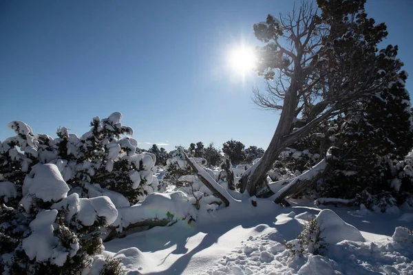 美丽的冬季风景 冰雪覆盖的树木 — 图库照片