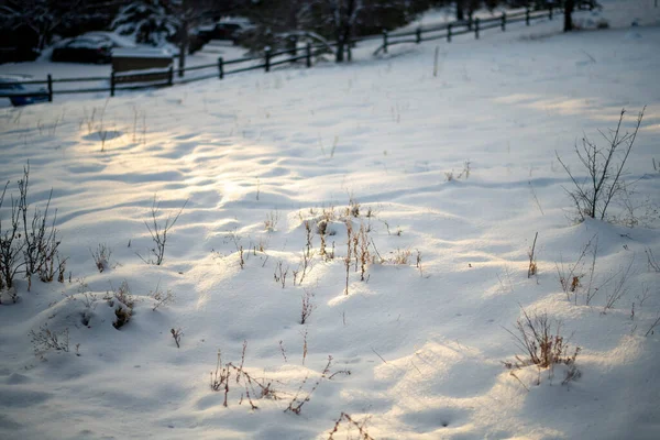 Arbres Couverts Neige Dans Forêt — Photo