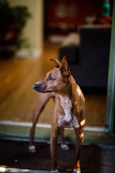 Cane Nel Parco — Foto Stock