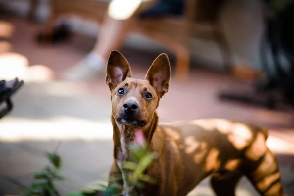 Hond Het Park — Stockfoto