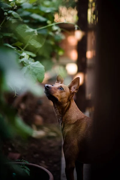 Portrét Roztomilý Pejsek Rozostřeného Pozadí — Stock fotografie