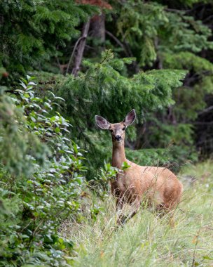 Ormanda kameraya bakan tuhaf bir geyik.
