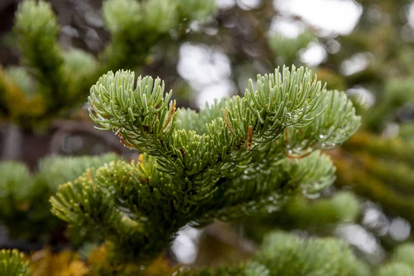 ブリティッシュ コロンビア州で森の中で成長している針で針葉樹の湿った枝の閉鎖 — ストック写真