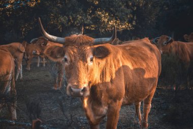 İnek doğrudan kameraya bakıyor.