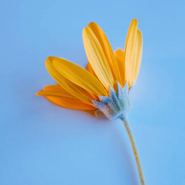 Bel Fiore Giallo Sfondo Blu — Foto Stock