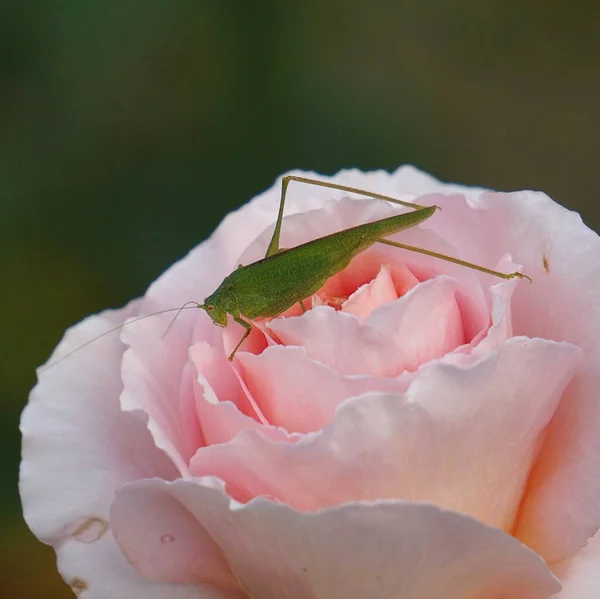 Schöne Rosa Rose Garten — Stockfoto