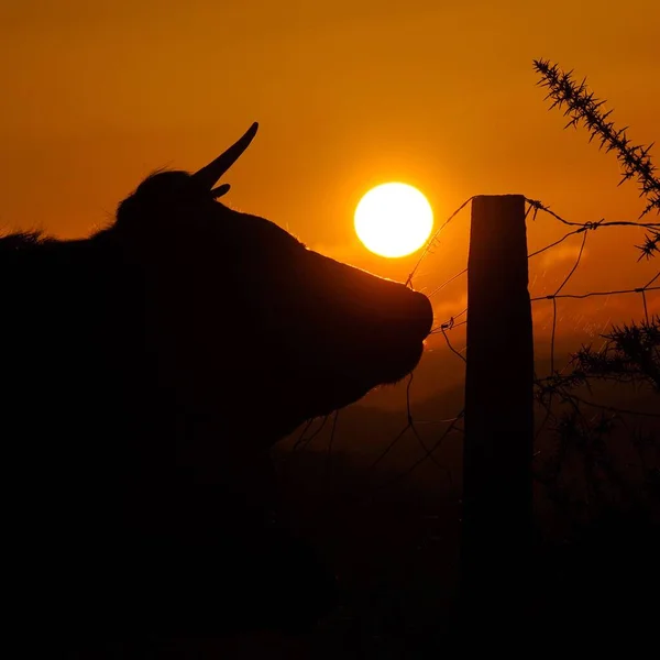 Silhouette Uomo Campo — Foto Stock