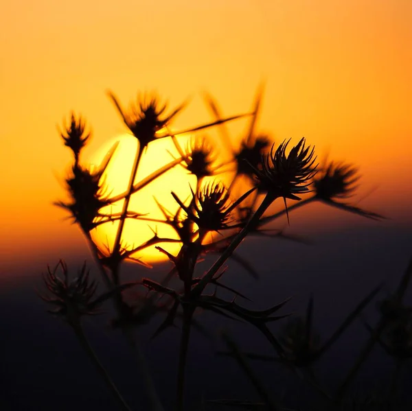 Hermoso Atardecer Campo —  Fotos de Stock