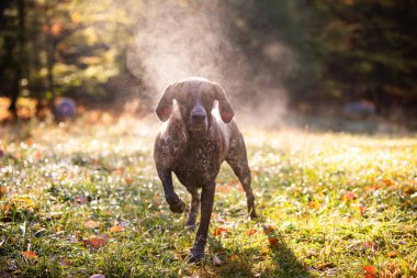Ormandaki köpek