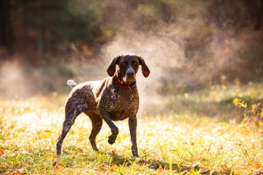 Sonbahar ormanındaki köpek.